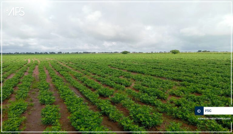 SENEGAL-AGRICULTURE / Mabouba Diagne encourage l’adoption de pratiques agricoles améliorées pour maximiser les rendements
