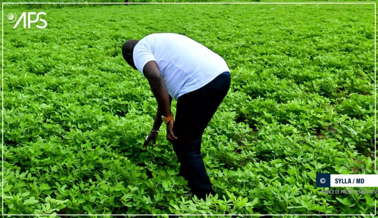 SENEGAL-AGRICULTURE / À Nétéboulou, l’activité agricole ne cesse de prendre de l’ampleur