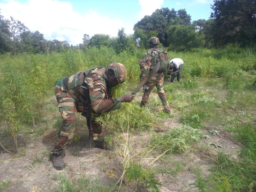 Opération MASSARAN : l’Armée Sénégalaise détruit les champs de chanvre indien dans le Nord Sindian