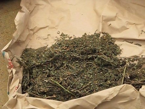 Kolda- Un dealer ,avec 60 cornets de chanvre indien, une paire de ciseaux... dans les filets de l'OCRTIS