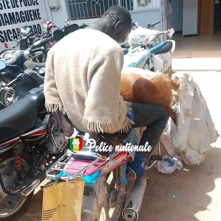 Diamaguène Sicap-Mbao : Il tente de vendre une chèvre morte au foirail et se fait arrêter