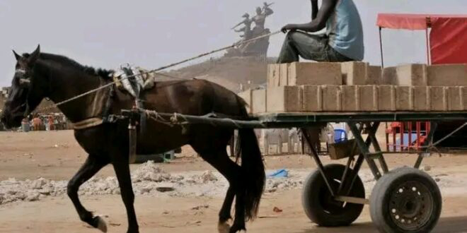 Maltraitance des chevaux : Le ministre de l’intérieur sort la cravache