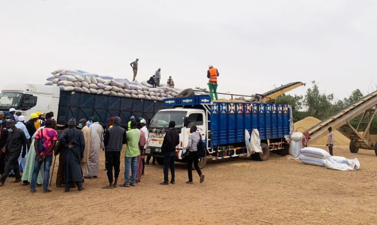 Sédhiou : les producteurs en détresse face à la campagne arachidière qui s’enlise