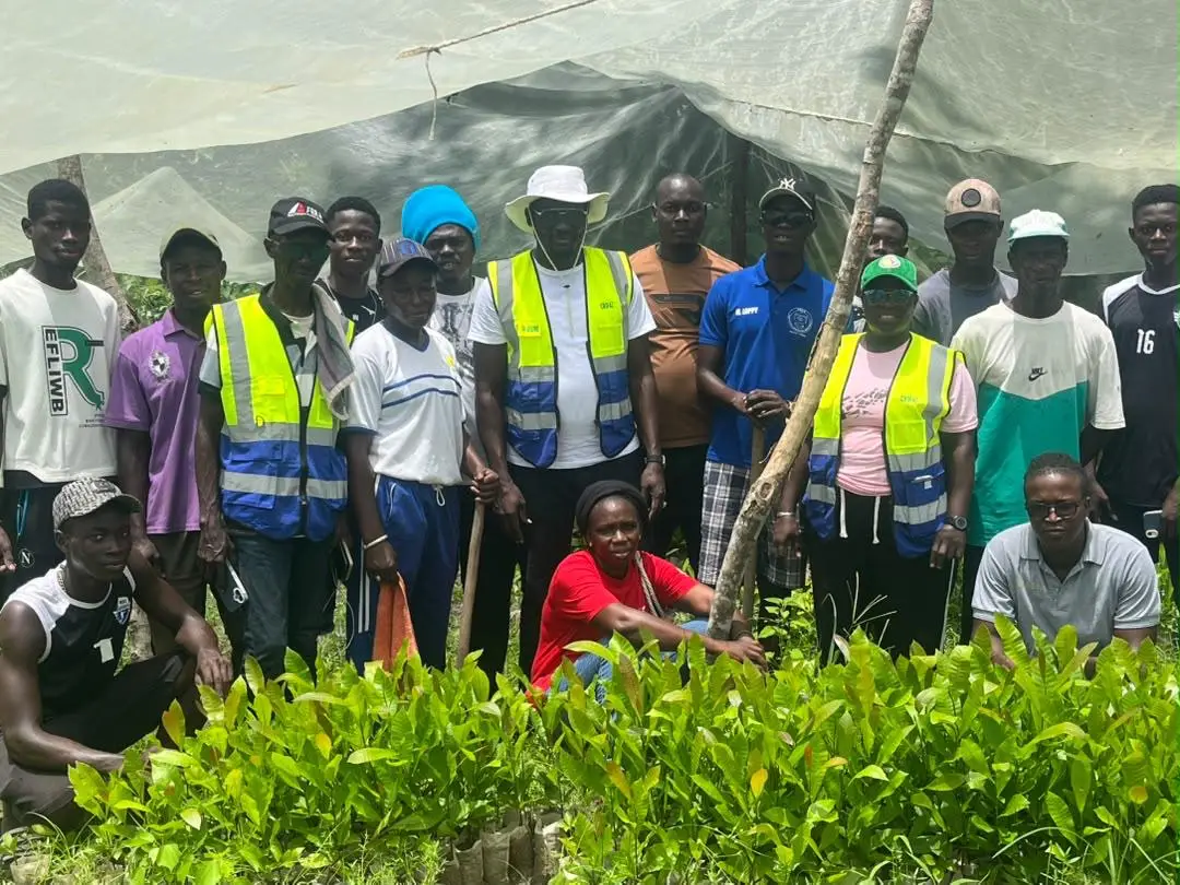 Reboisement du massif anacardier : la Casamance replante son « or blanc »